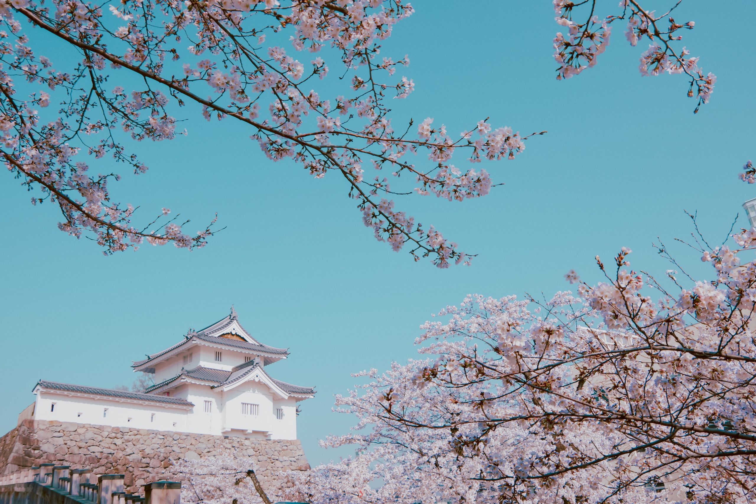 Top 5 Reasons to Visit Japan in Spring (and a few reasons not to).